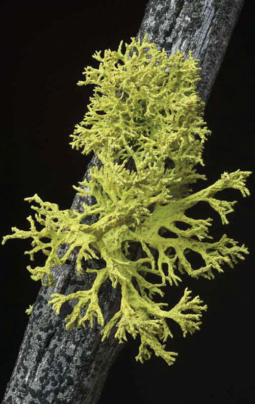 Wolf lichen (Letharia vulpine), a lichen species studied by a team of UM researchers, show that some of the world’s most common lichen species actually are composed of three partners, not the widely recognized two.