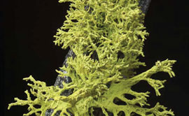 Wolf lichen (Letharia vulpine), a lichen species studied by a team of UM researchers, show that some of the world’s most common lichen species actually are composed of three partners, not the widely recognized two.