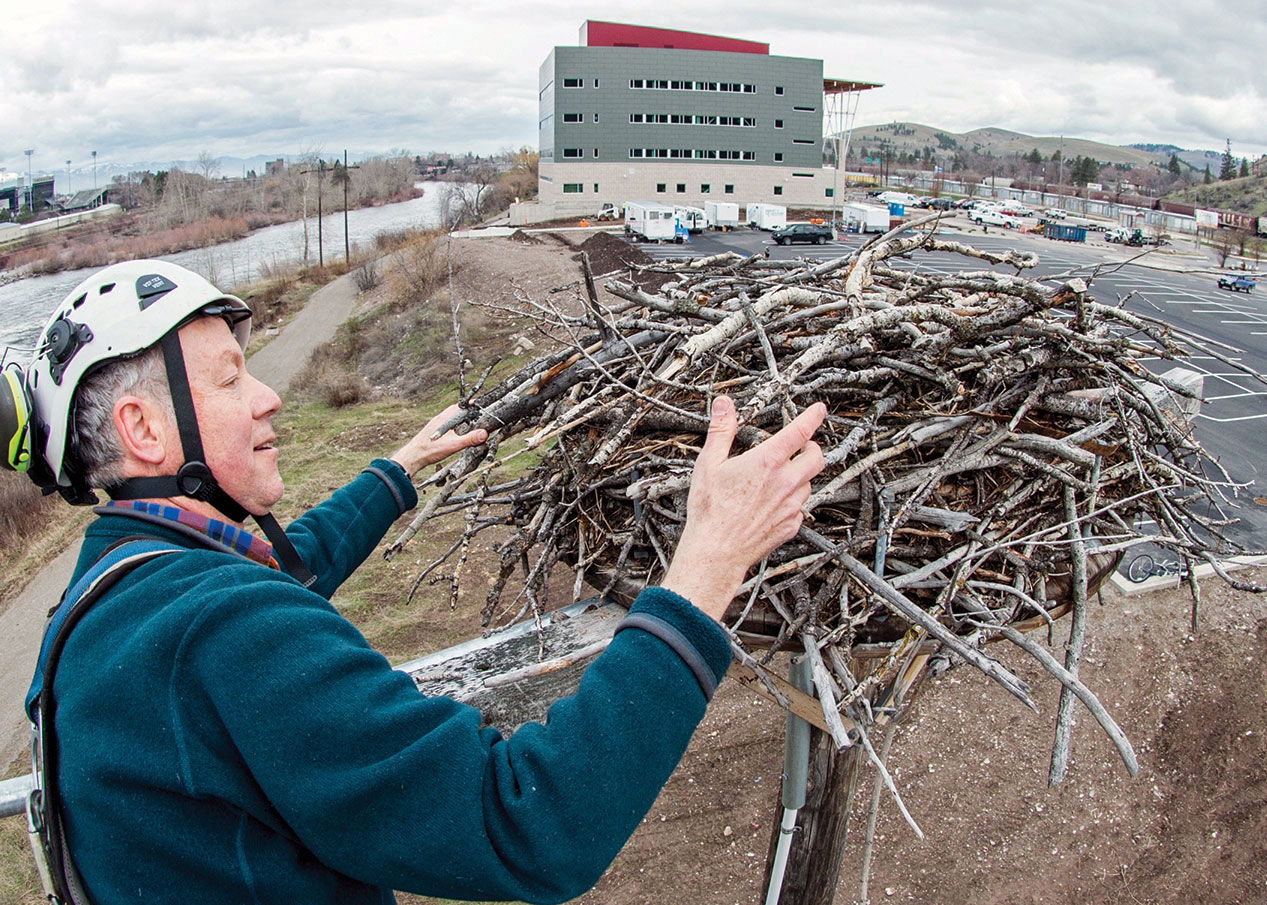 Greene checks out the Hellgate Canyon nest near the new Missoula College Building this past spring.