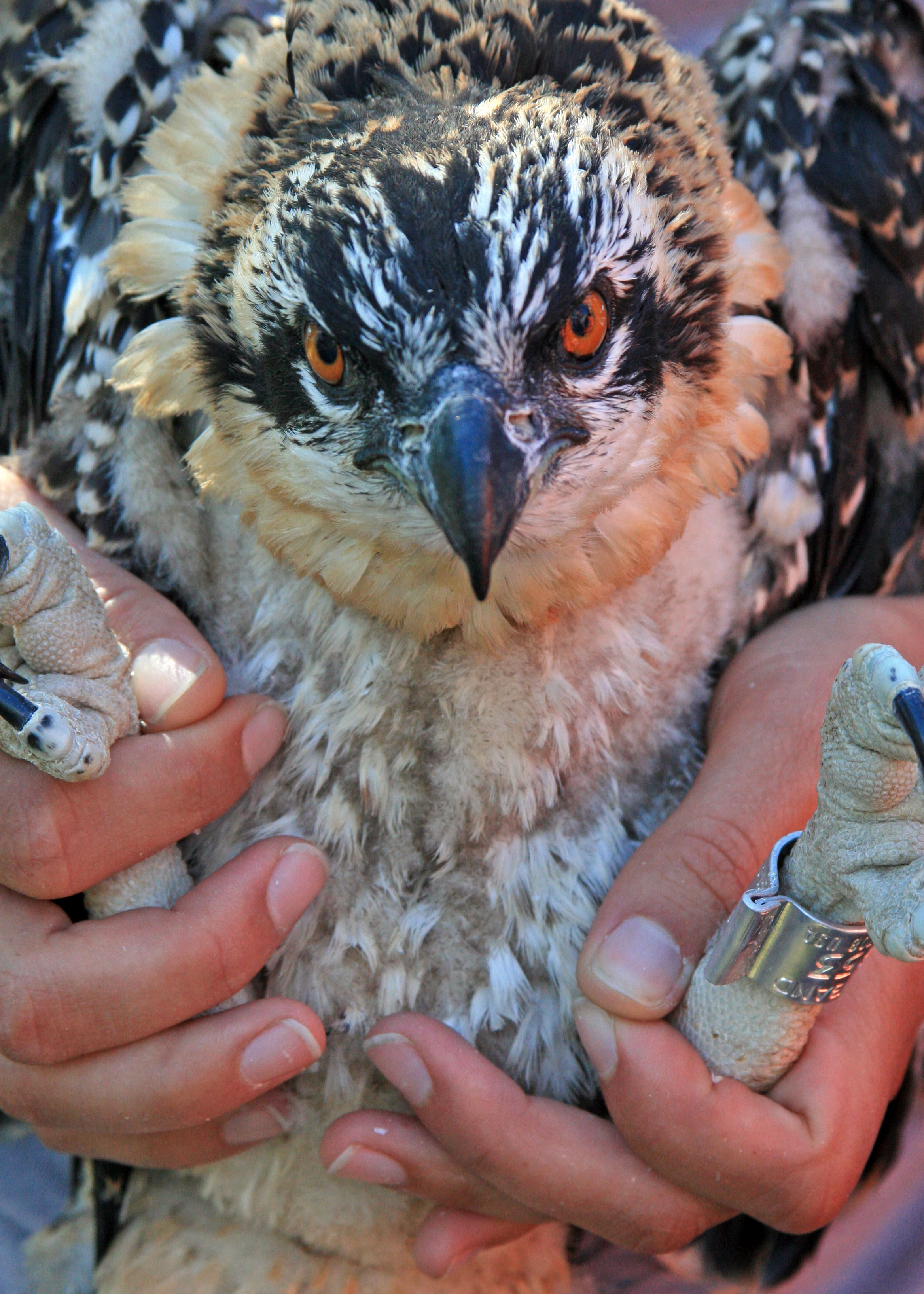 An osprey chick is banded before being quickly returned to its nest.