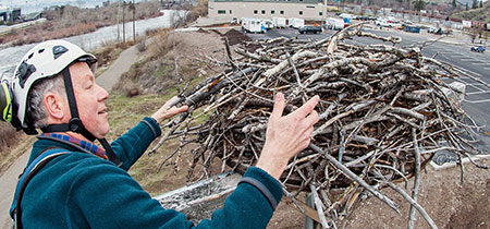 Erick Greene checks out the Hellgate Canyon nest near the new Missoula College Building this past spring.