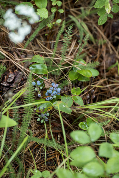 Berries decorate the forest floor at Lubrecht Forest in August.