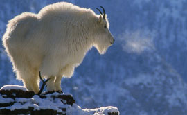 Book Cover: Life on The Rocks: A Portrait of the American Mountain Goat