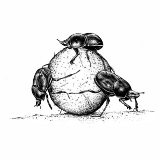 Rolling Dung Beetles