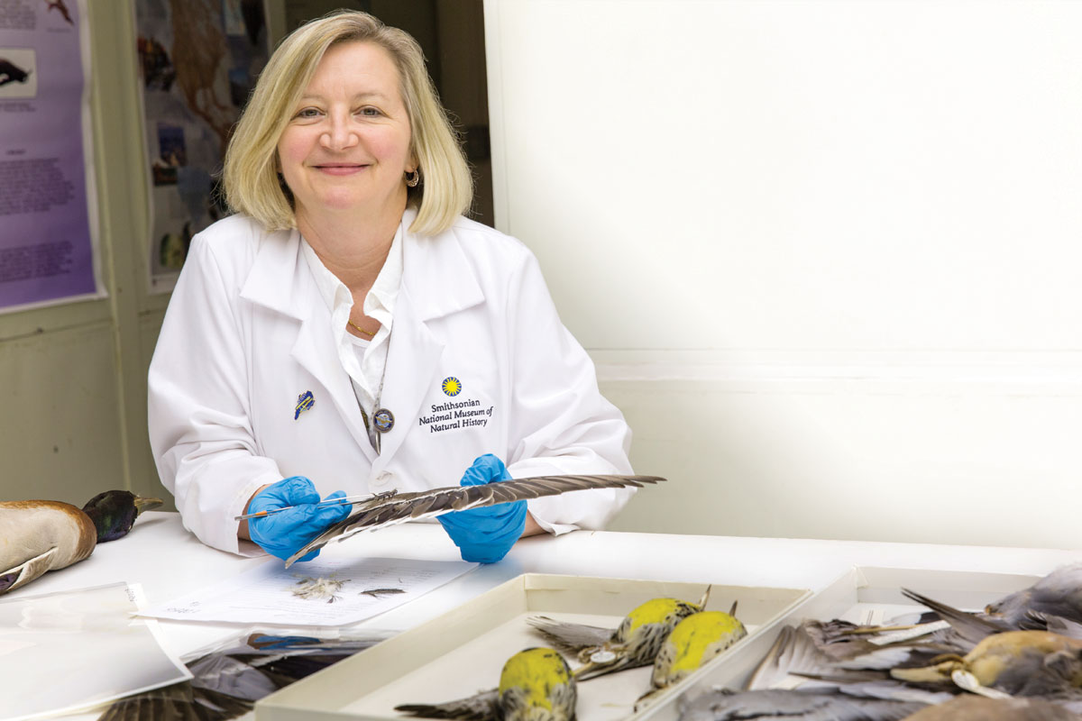 Carla Dove, who graduated from the University of Montana in 1986, works at the Smithsonian National Museum of Natural History studying bird collisions with airplanes for the sake of making travel safer. David Price/Smithsonian Institution
