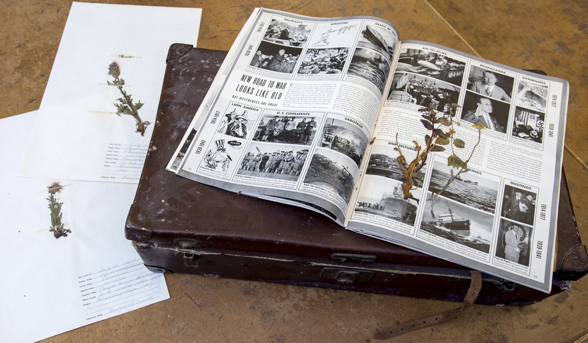 A suitcase of plant specimens from the late 1930s and early ’40s donated by the Craighead family contained a copy of a 1941 Life magazine, which was used to press the plants.