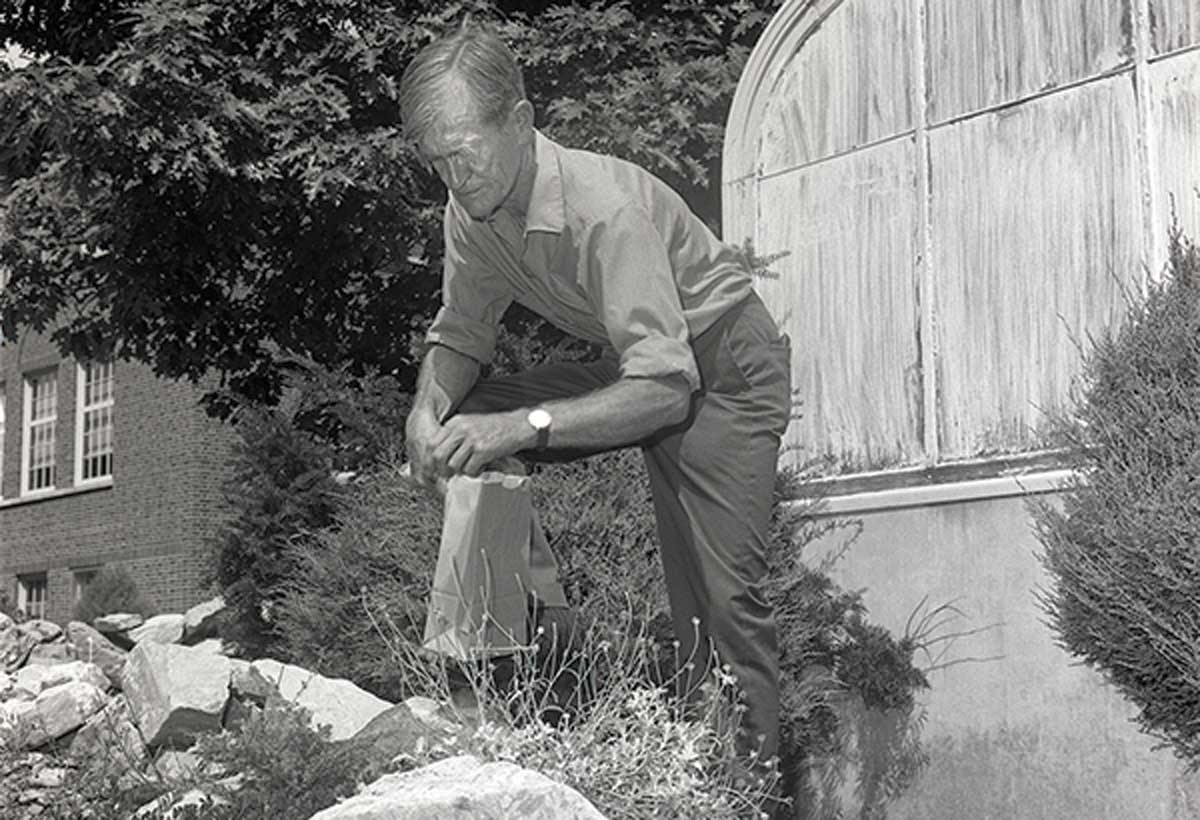 UM botanist and horticulturist Klaus Lackschewitz works in the garden in 1969. He and botany chair Sherman Preece planted the original seeds in the site 50 years ago. 