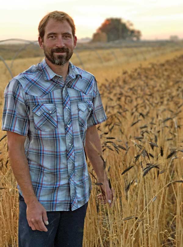 Jacob Cowgill checks out his research plot of Black Winter Emmer, an ancient wheat. (Photo by Courtney Lowery Cowgill)