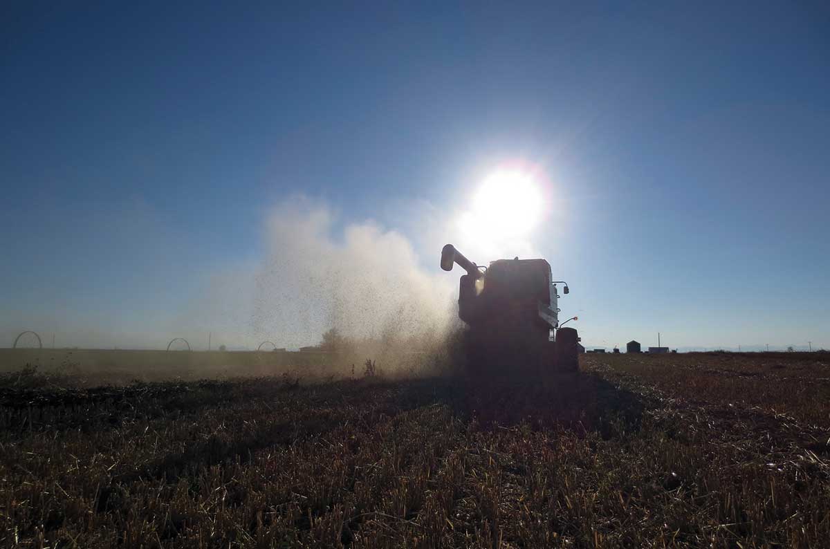 Harvest on Prairie Heritage Farm involves many crops, including heritage and ancient grains. (Photo by Jacob Cowgill)