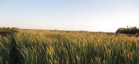 Harvest on Prairie Heritage Farm involves many crops, including heritage and ancient grains. 