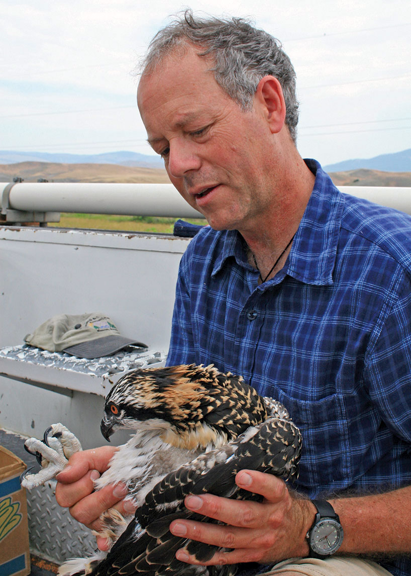 UM biologist Erick Greene examines an osprey chick before returning it to its nest.