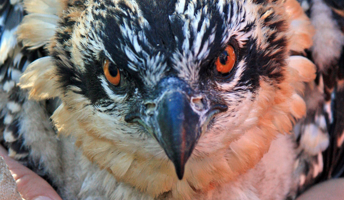 An osprey chick is banded