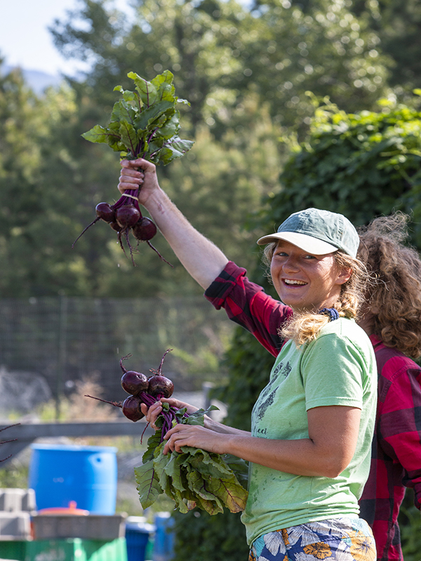 A UM student harvests beets at the PEAS Farm.