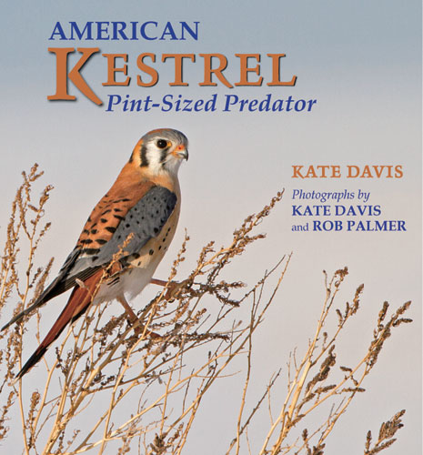 Book Cover: American Kestrel: Pint-Sized Predator