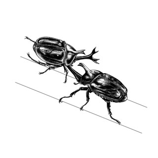 Golofa Beetle